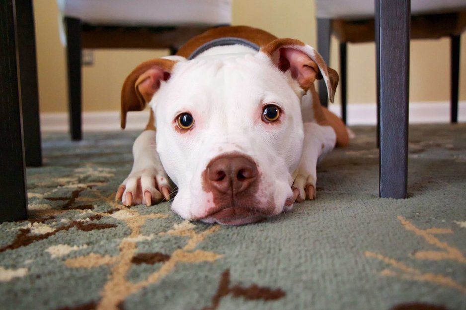 stain resistant carpet